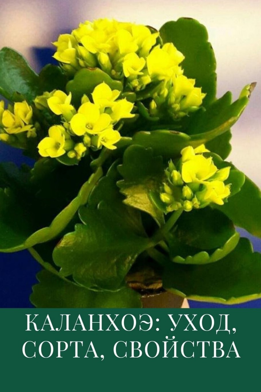 Каланхоэ Блоссфельда