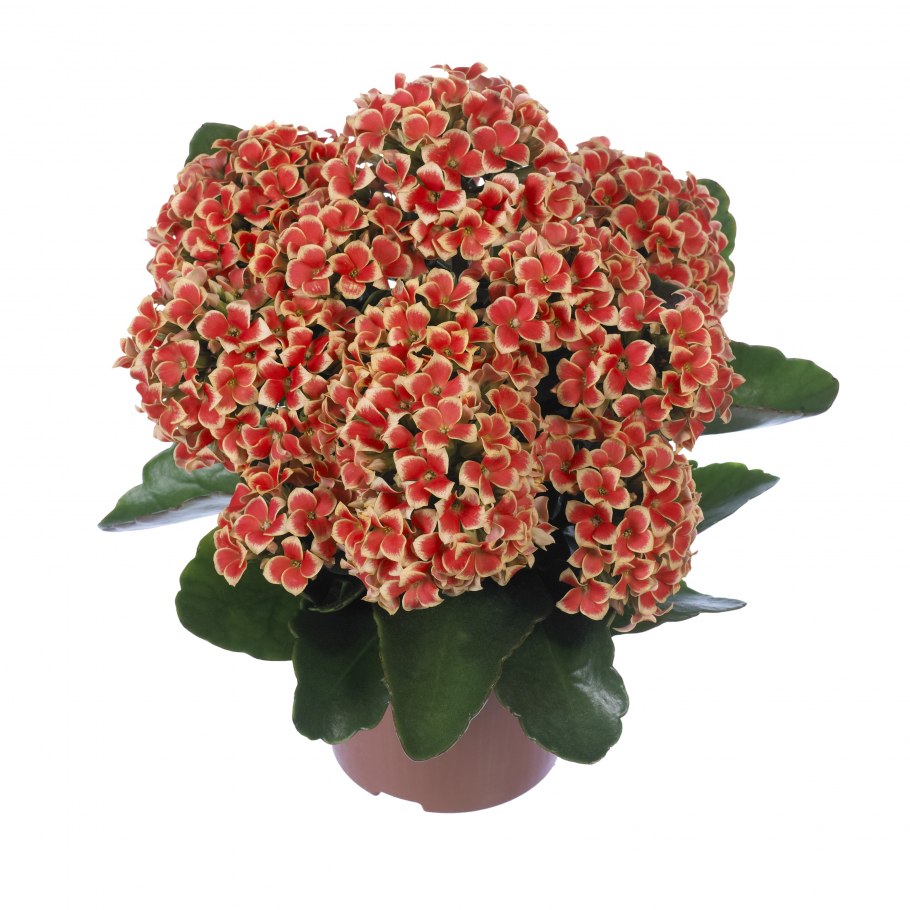 Цветущая каланхоэ