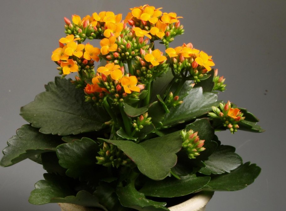 Каланхоэ цветок комнатный Цветущий