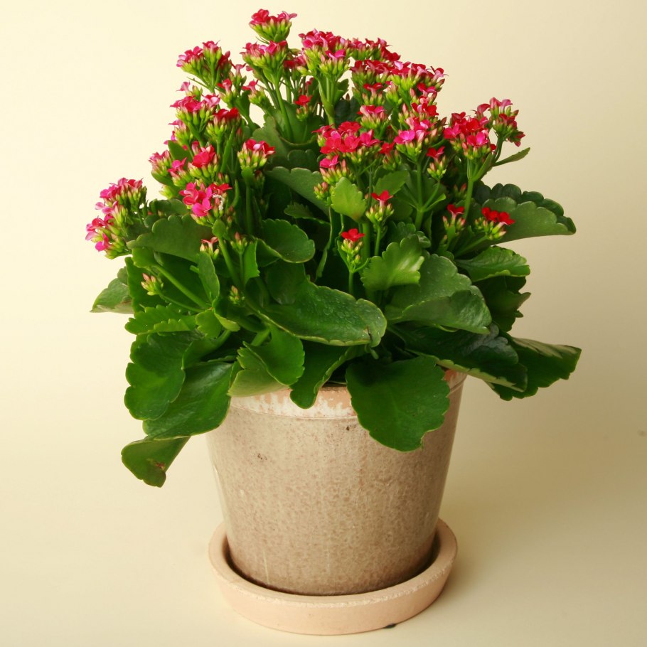 Каланхоэ блосфельдиана