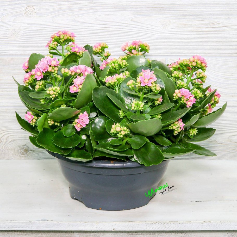 Каланхоэ Блоссфельда