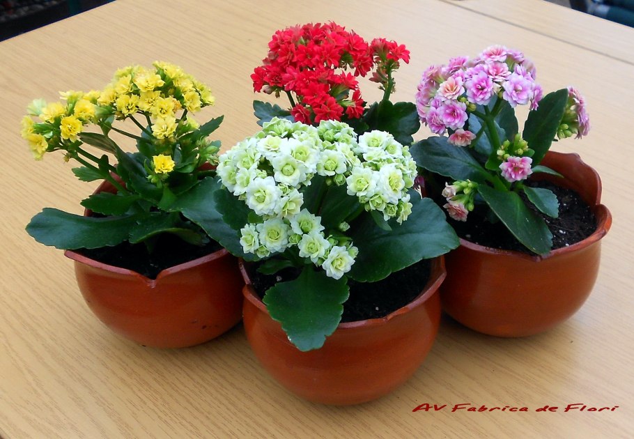 Горшечное растение каланхоэ