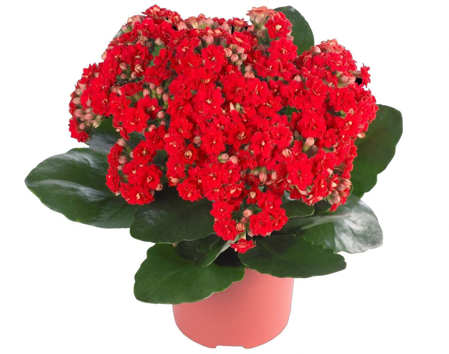 Каланхоэ каландива