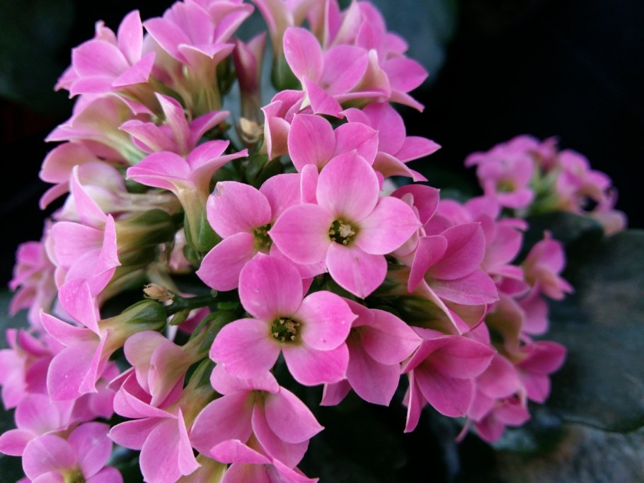 Каланхоэ метельчатое