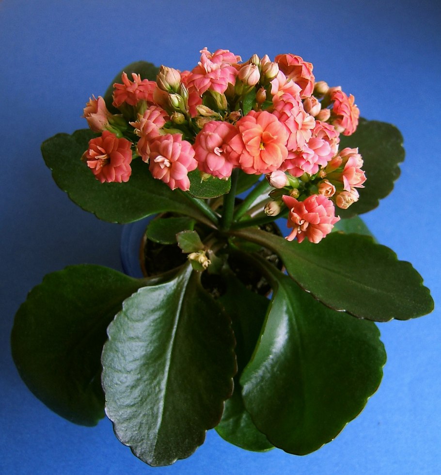 Каланхоэ Блоссфельда каландива