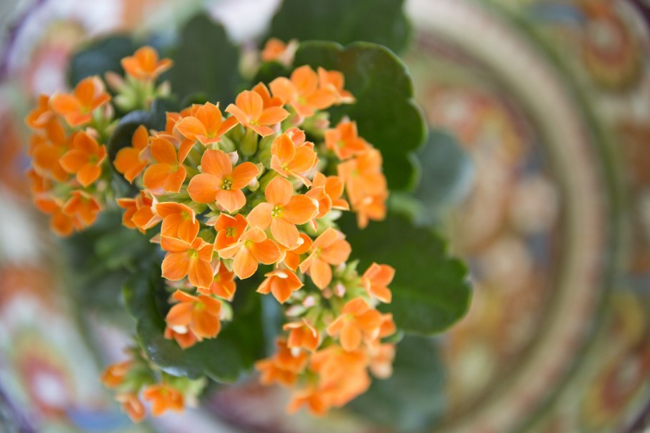 Цветущая каланхоэ