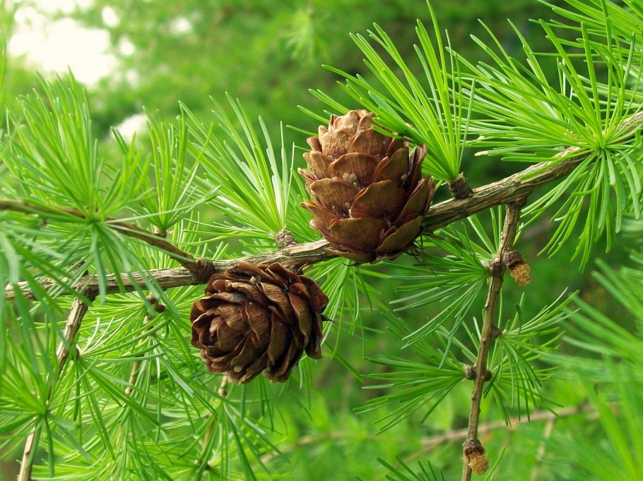 Лиственница европейская Larix decidua