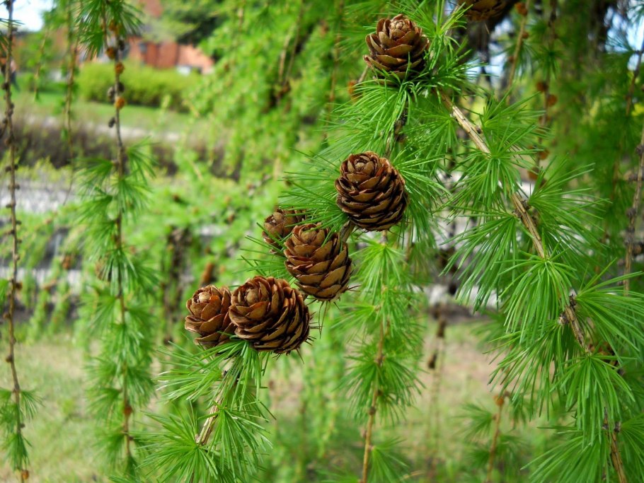 Лиственница Сибирская Larix sibirica