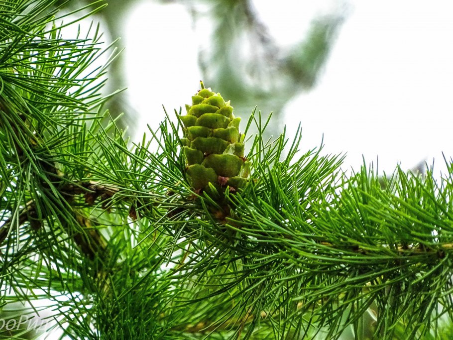 Pseudolarix amabilis