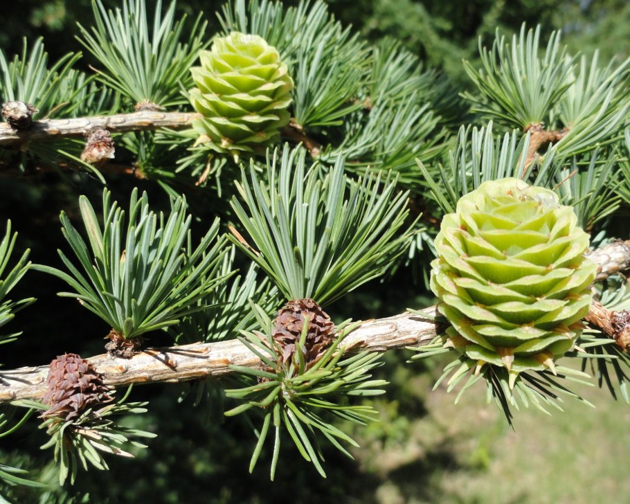 Лиственница Сибирская Larix sibirica Ledeb.