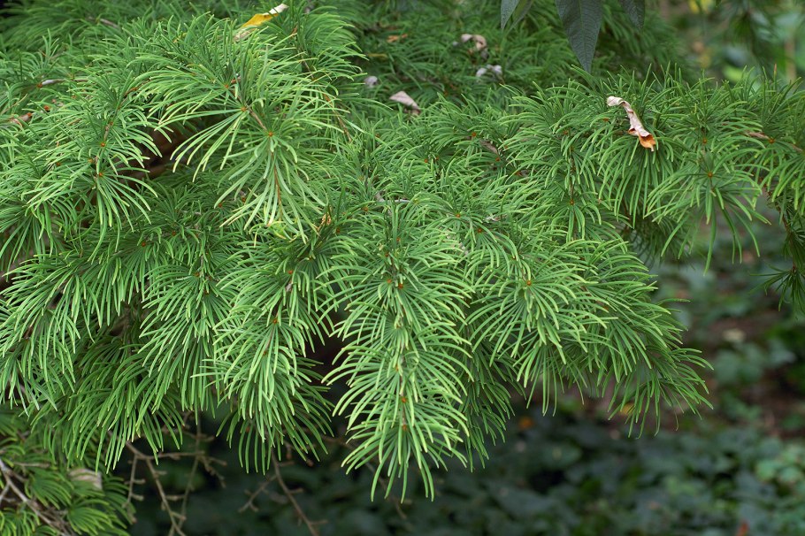Лиственница японская Larix kaempferi