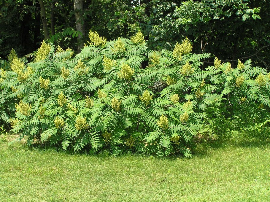 Сумах оленерогий осень