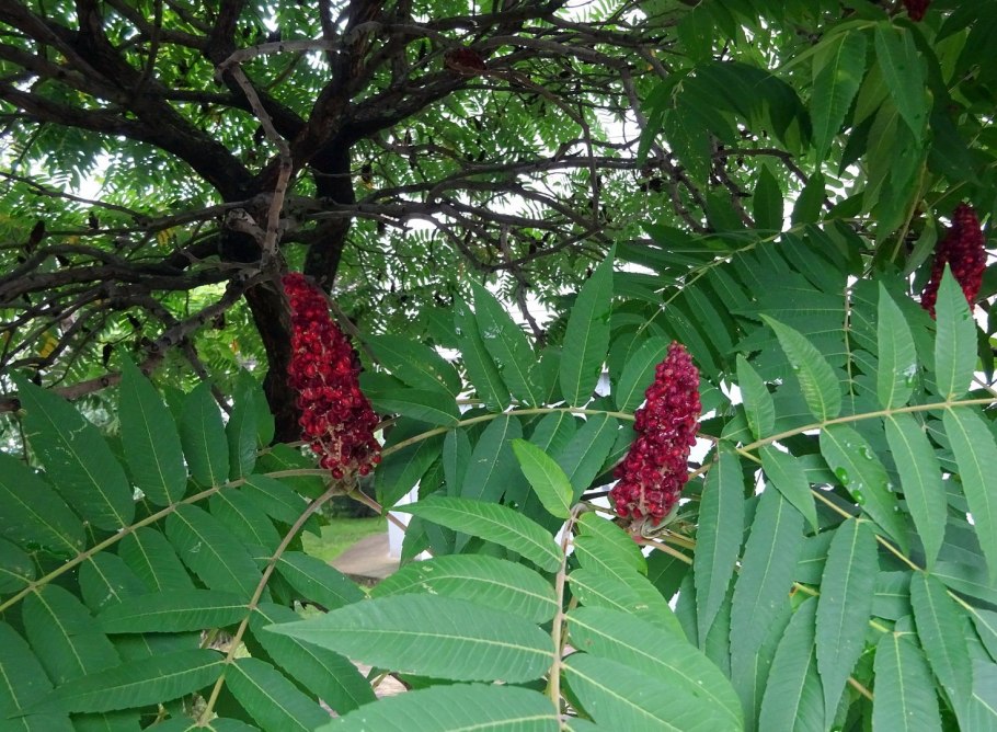 Уксусное дерево Брянск