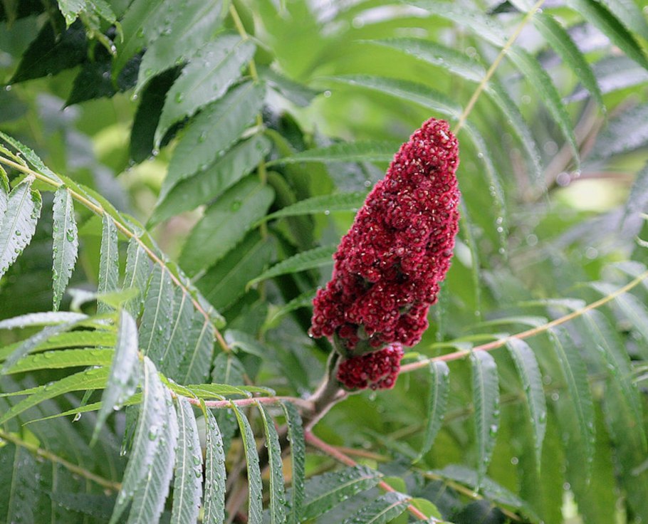 Сумах дерево специя