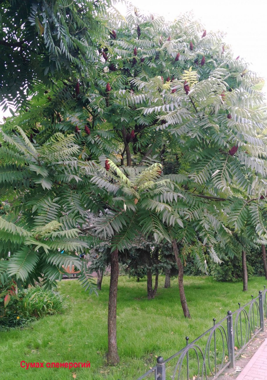 Сумах пушистый оленерогий уксусное дерево