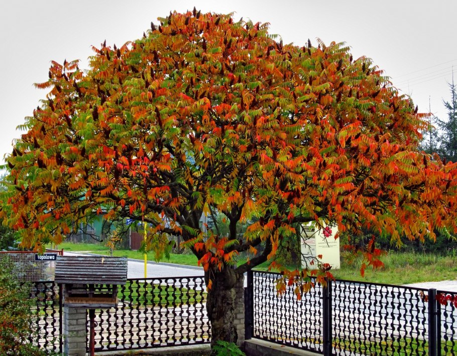 Сумах оленерогий