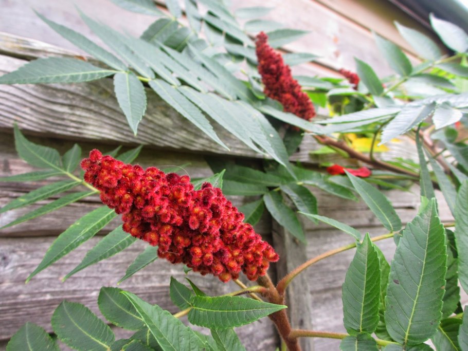 Rhus typhina (Сумах уксусный) 'dissecta'