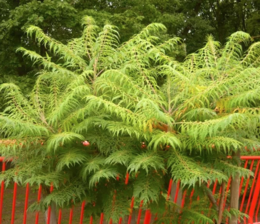 Сумах оленерогий Rhus typhina