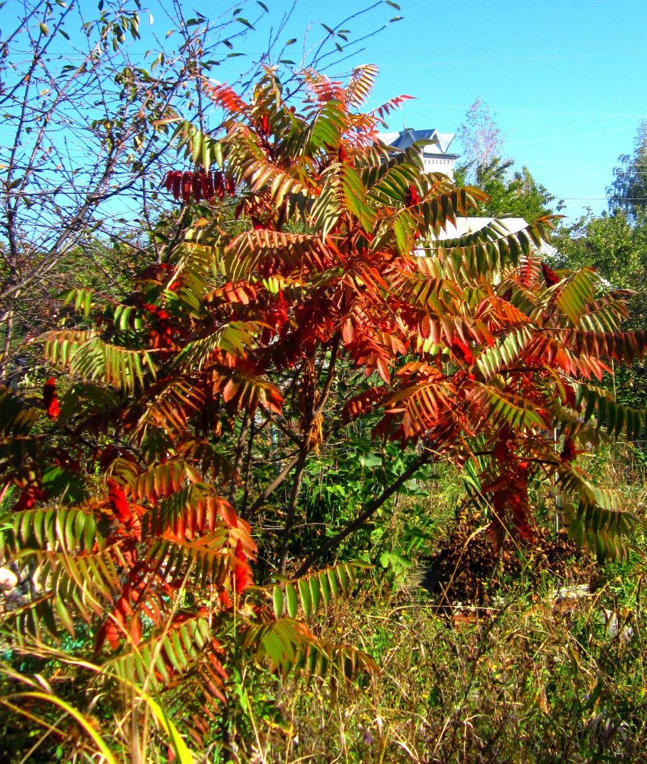 Сумах пушистый оленерогий уксусное дерево