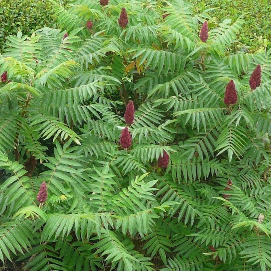 Дерево Сумах оленерогий