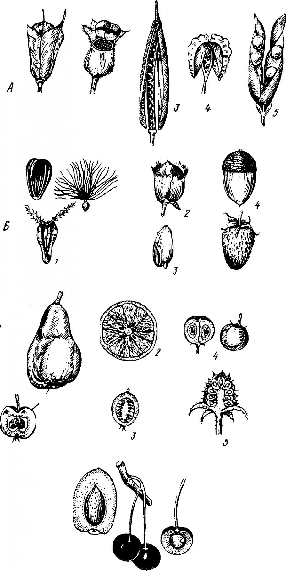 Генеративные органы семя плод. Боб апокарпный плод. Плод многолистовка схема. Апокарпий и ценокарпий. Плоды покрытосеменных растений.