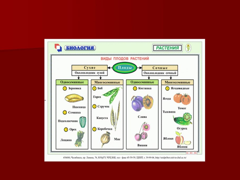 Биология плоды 7. Схема классификация плодов растений. Типы плодов растений биология. Классификация плодов покрытосеменных растений. Типы плодов растений 6 класс.