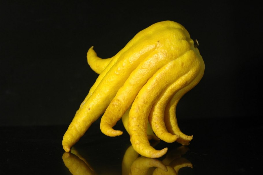 Сапота фрукт