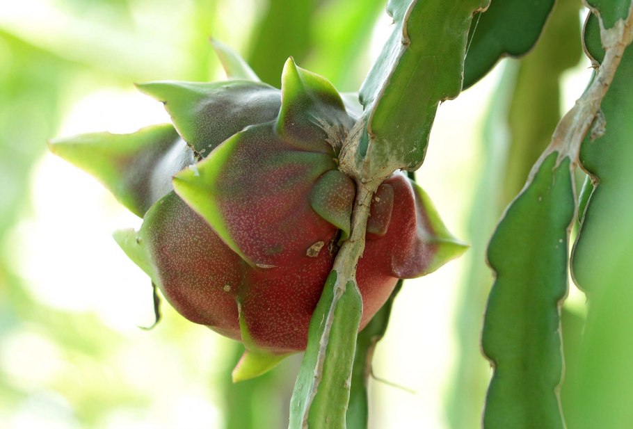 Необычные фрукты