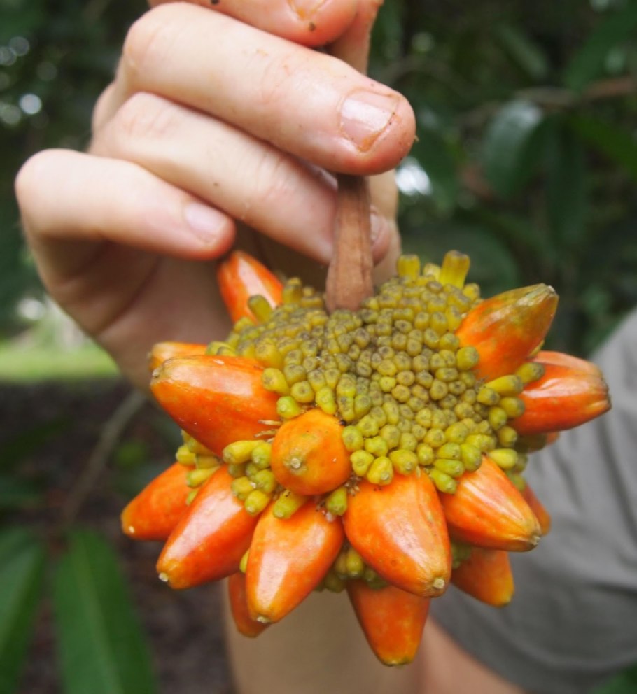 Необычные фрукты