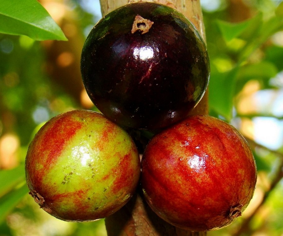Джаботикаба фрукт