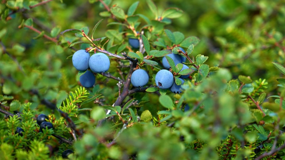 Болотная Лесная голубика.