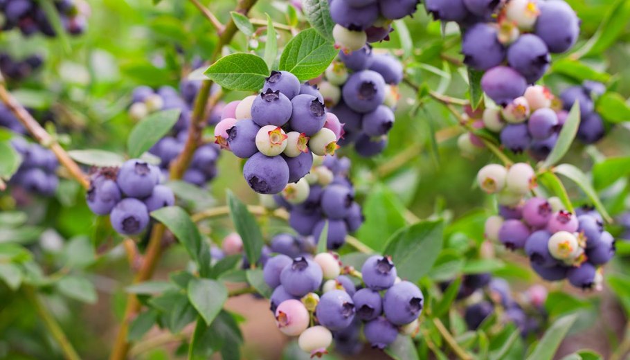 Голубика Северянка