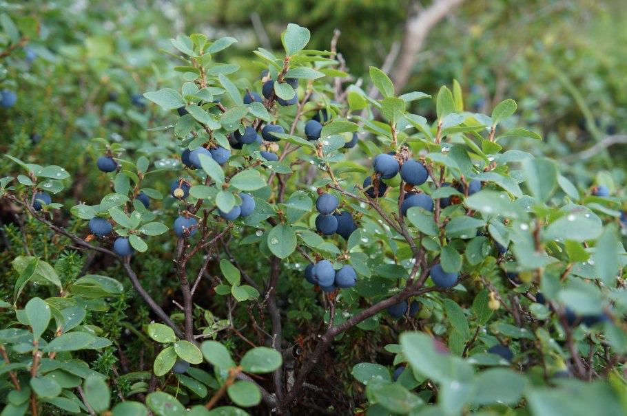 Черника кустарник