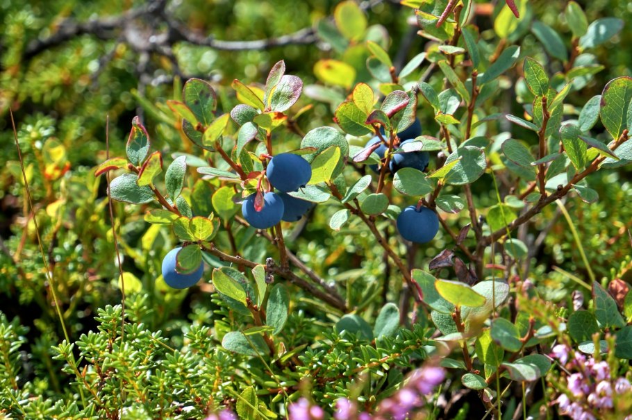 Голубика обыкновенная гонобобель