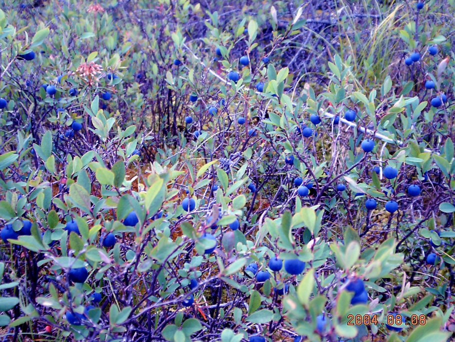 Лесная ягода гонобобель