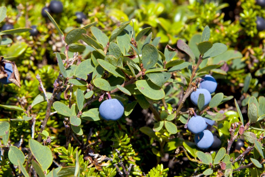 Голубика Таежная