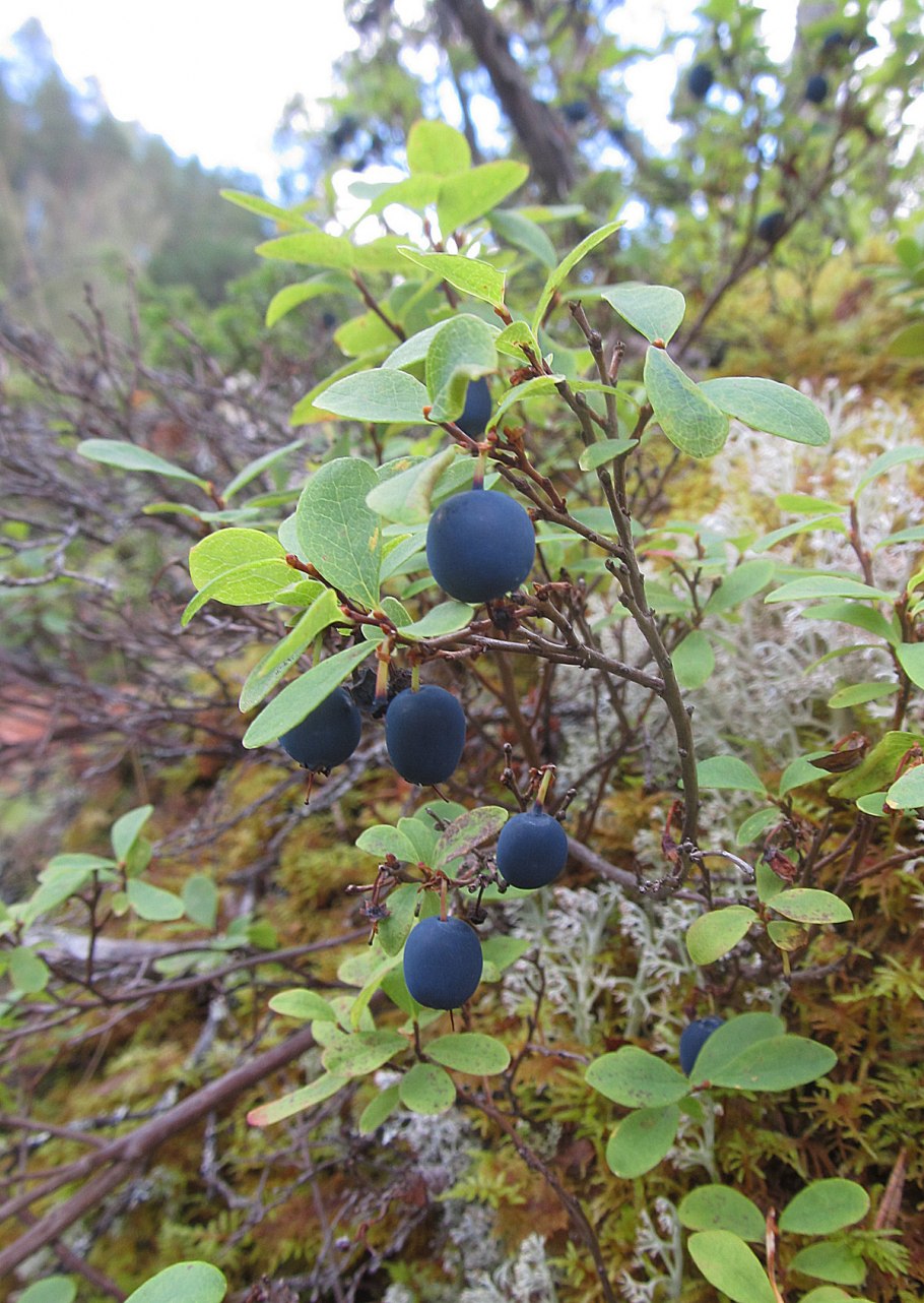 Голубика ягода