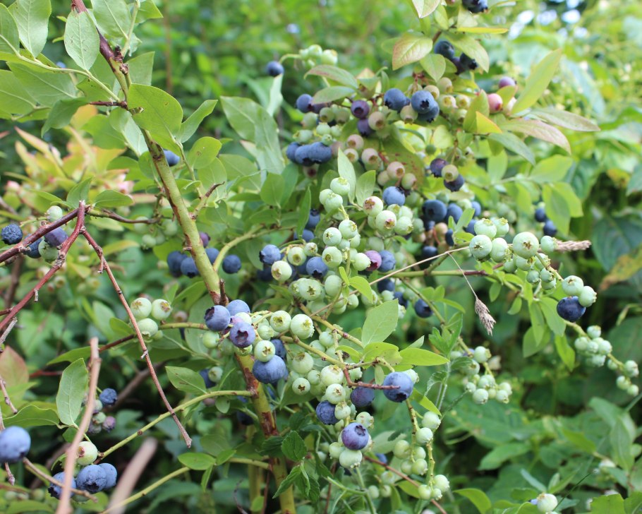 Голубика Сахалин