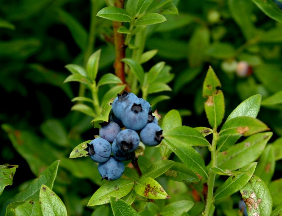 Черника голубика костяника