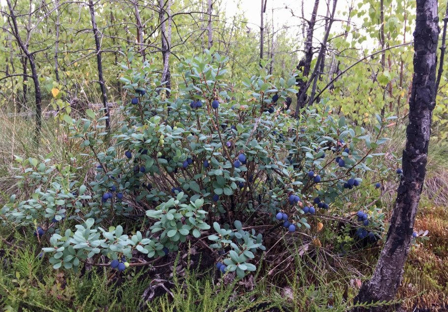 Голубика Лесная куст