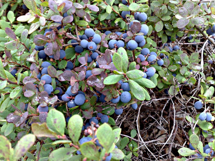 Голубика Болотная Камчатка