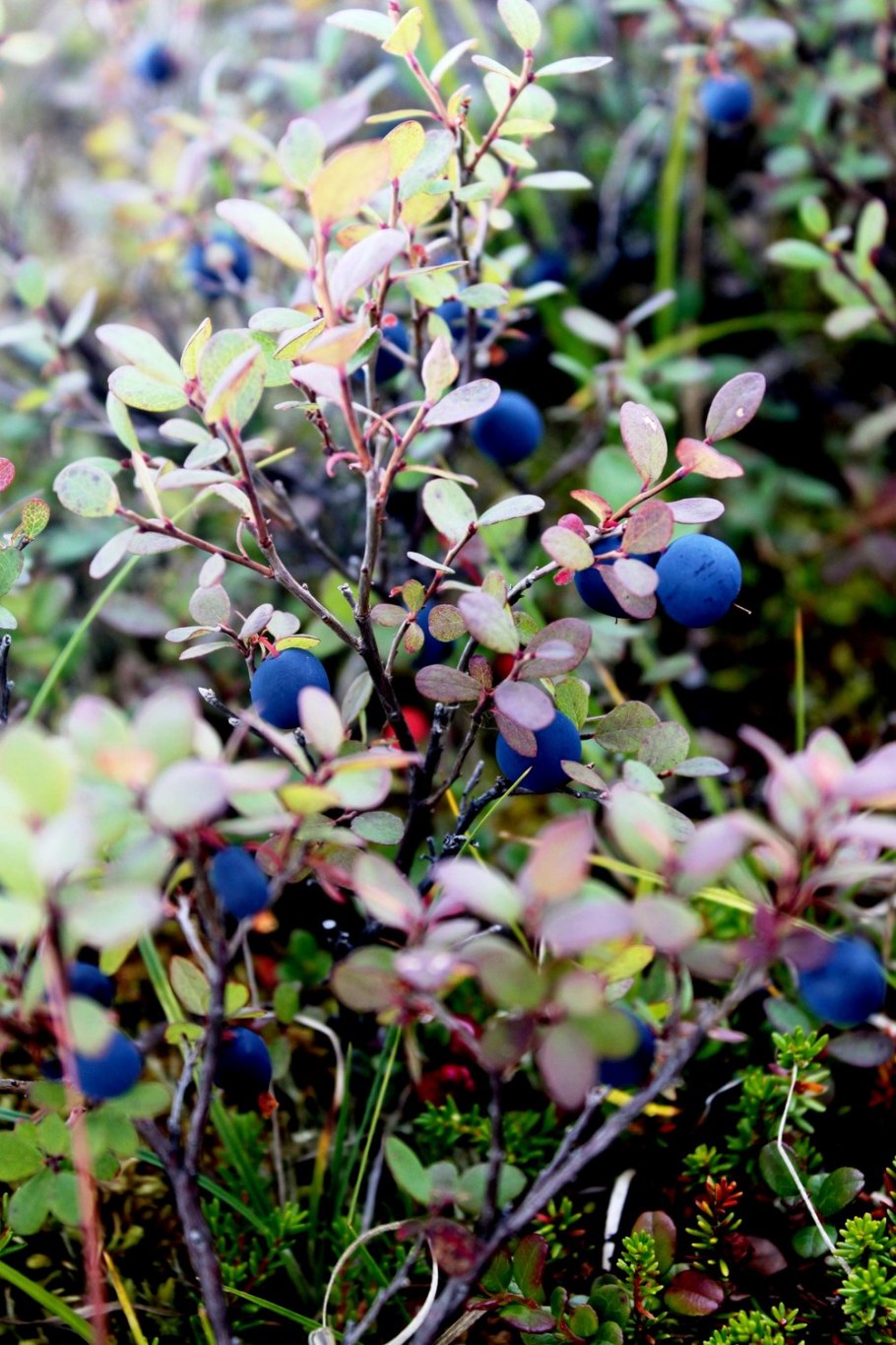 Голубика Лесная