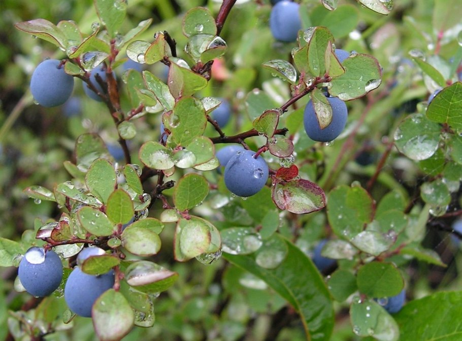 Кустарник с голубикой дикой