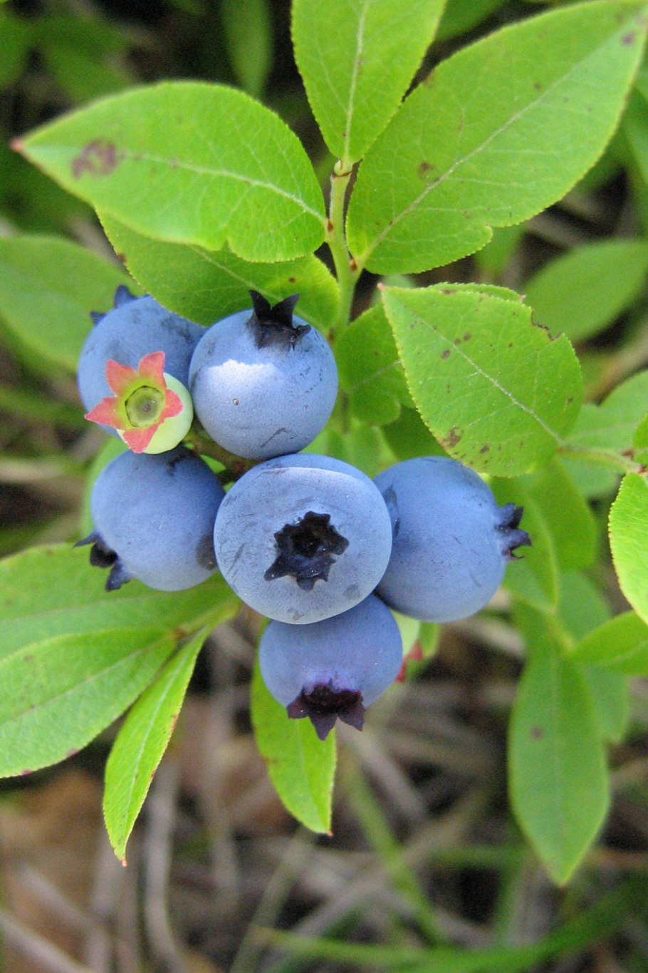 Черника (Vaccinium myrtillus)