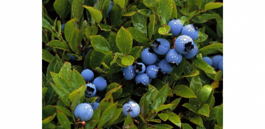 Черника миртолистная