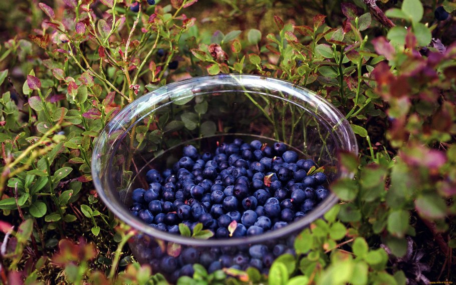 Черника Джулия Омельченко