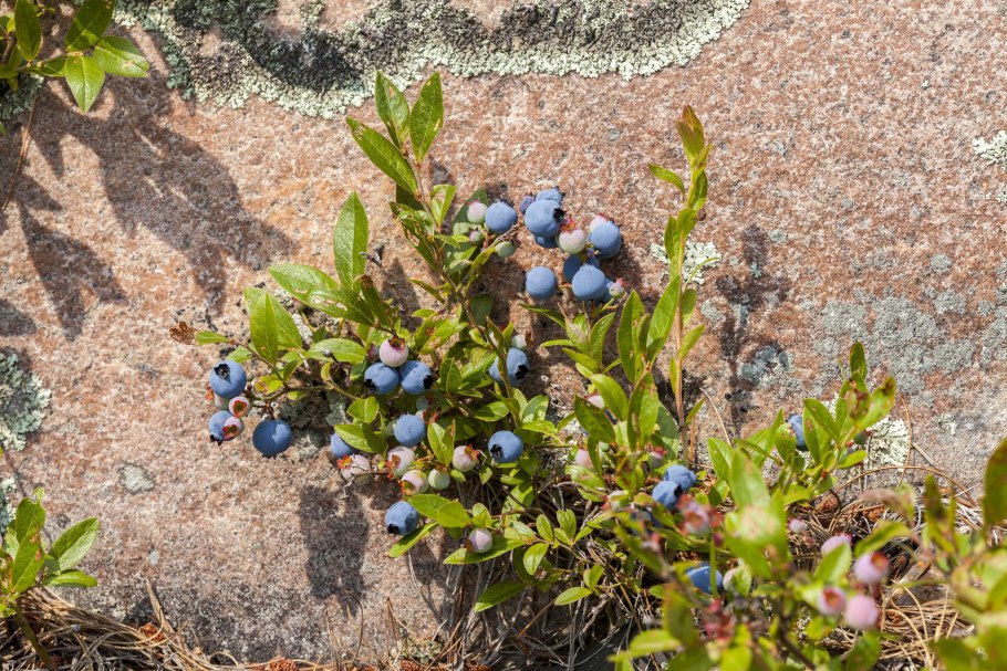 Vaccinium Pink Blueberry