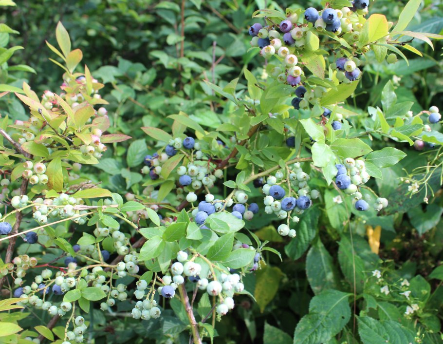 Голубика Садовая кустарник