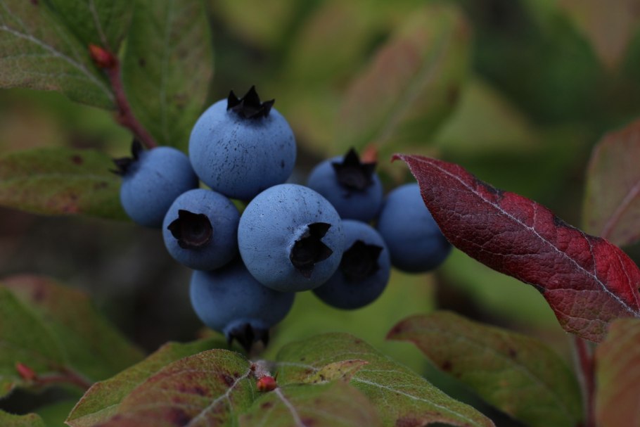 Blueberry Bush
