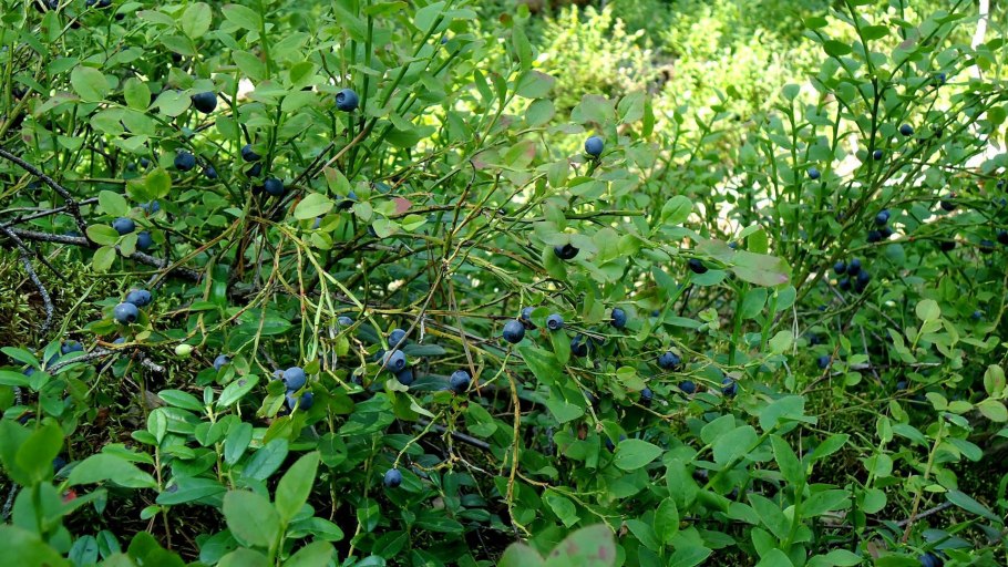 Кедрач черничник